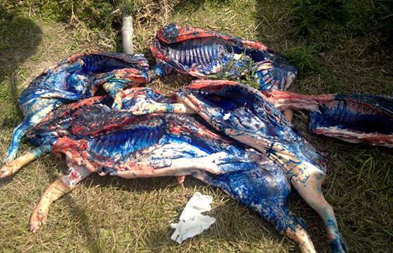 El Registro de Operadores decomisó 240 kilogramos de carne porcina en Metán
