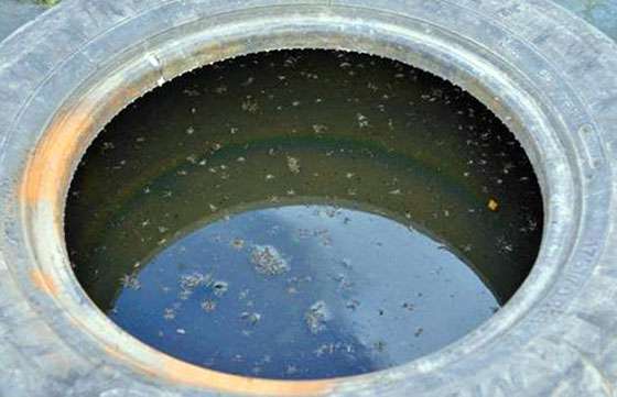 Identificarán posibles larvas de Aedes Aegypti en barrios del norte y sur de la Capital