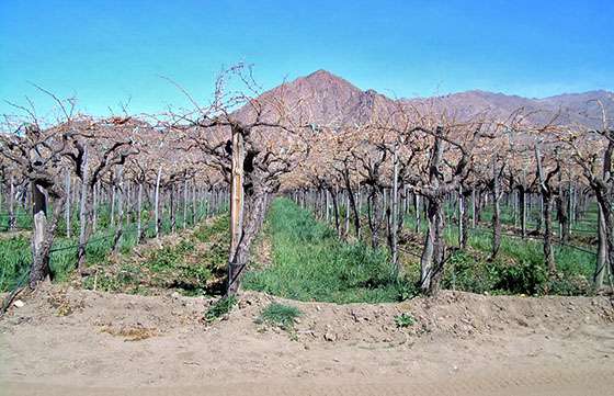 La Provincia financiará a productores de Cafayate afectados por una  helada
