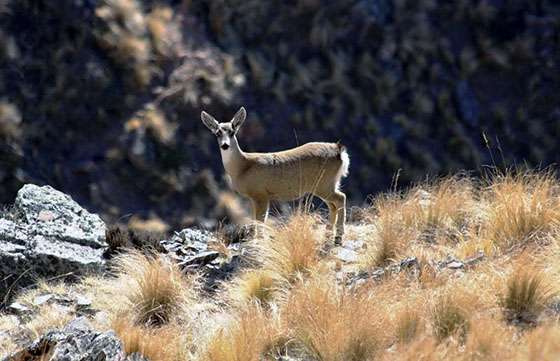 Guardaparques monitorean la población de un Monumento Natural Nacional