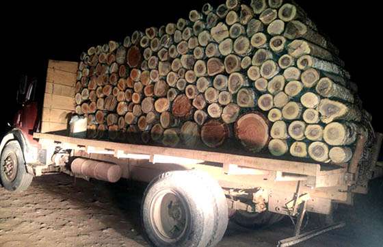 Secuestran productos forestales transportados sin autorización