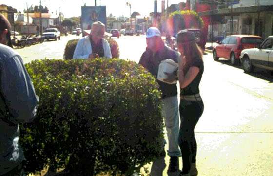 Continúan los monitoreos intensivos de HLB en Salta