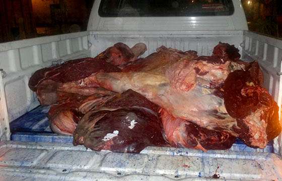 En agosto fueron decomisados más de 1.200 kilogramos de carne producto de la faena clandestina