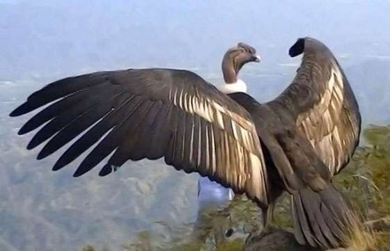 El cóndor “Luracatao” será liberado hoy en Seclantás