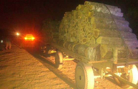 Secuestran madera transportada de manera ilegal