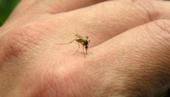 Capacitaron a efectores sanitarios sobre prevención del Dengue, Chikungunya y Zika