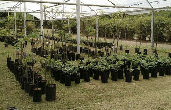 Crecen especies arbóreas autóctonas en el Vivero Provincial
