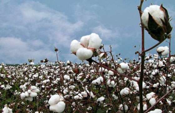 Salta procura adherir a la ley nacional de Fomento de la Producción Algodonera