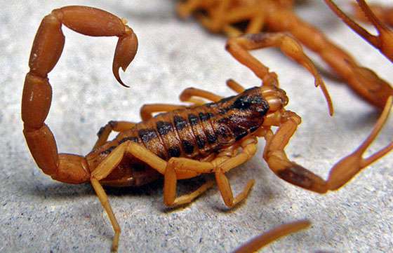 Medidas de prevención contra la picadura de alacranes