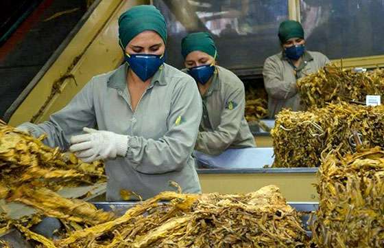 Finaliza hoy el pago a los beneficiarios del programa Intercosecha