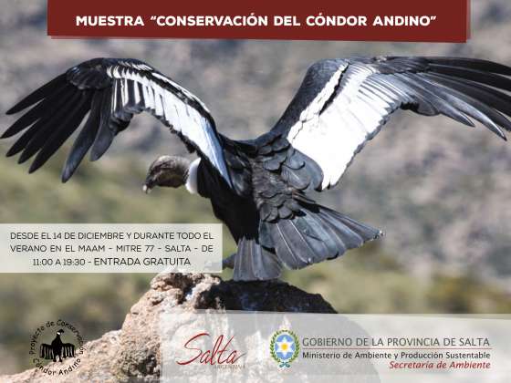 Inauguran hoy una muestra de arte sobre el cóndor andino