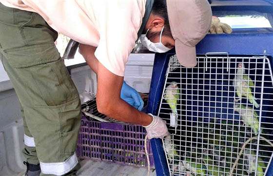 Los  traficantes de fauna son duramente sancionados