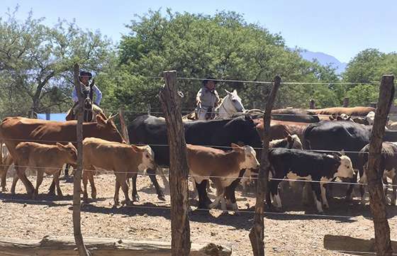 Pequeños productores de San Carlos realizaron una feria ganadera