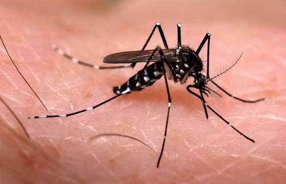 Solicitan extremar las medidas de prevención del zika, dengue y chikungunya