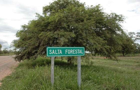 Salta Forestal: La Provincia recuperó más de 80.000 hectáreas y cobrará el 10% del valor de la producción de Eco Desarrollo S.A.