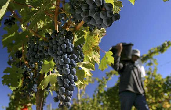 Realizarán hoy y mañana una feria de Pequeños Productores Vitivinícolas