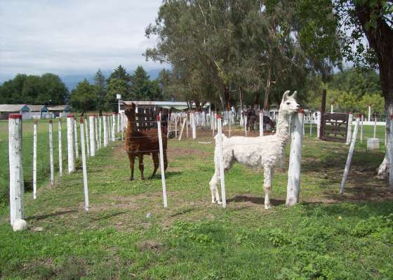 Creció la productividad en las granjas penales       