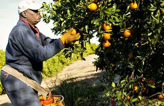 Continúa el pago a beneficiarios del programa Intercosecha