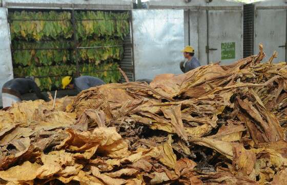 Con el Fondo Especial del Tabaco se abonará el 50% de la factura de gas a los productores tabacaleros