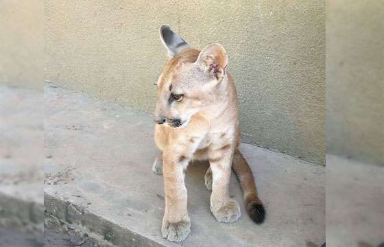 En Coronel Juan Solá rescataron un puma retenido como mascota