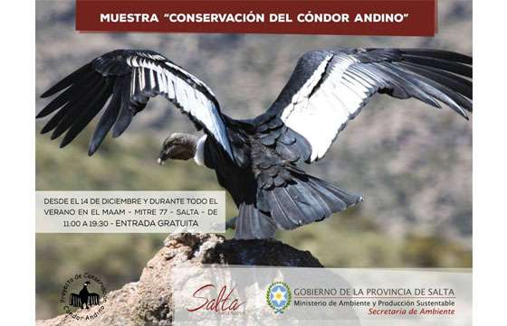 Último día para disfrutar de la muestra del cóndor andino