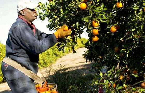 Finaliza el pago a beneficiarios del programa Intercosecha