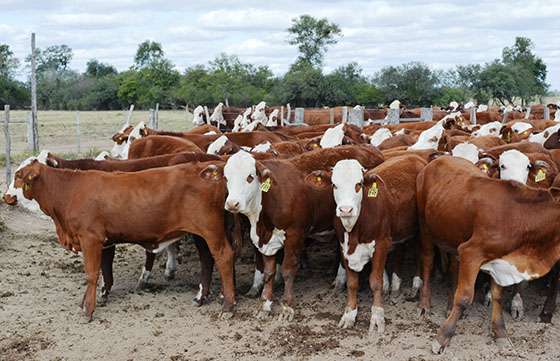 El rodeo bovino de Salta creció casi un 10% en los últimos dos años