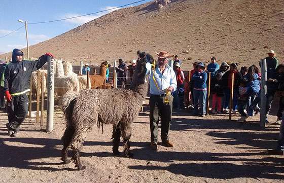 El Gobierno acompañó a pequeños productores de camélidos