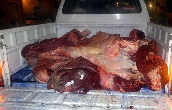 En marzo decomisaron 550 kilogramos de carne proveniente de la faena clandestina