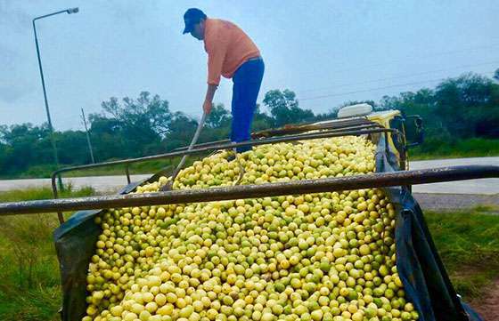 Decomisaron 27 toneladas de limones en El Quebrachal