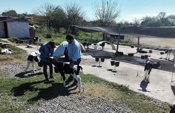 Nacieron las primeras hembras bovinas del Programa de Mejoramiento Genético