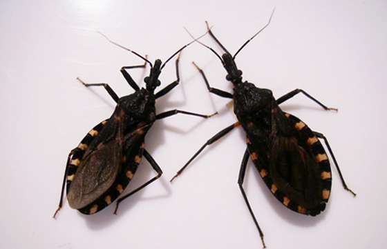 Vigilancia epidemiológica y prevención de la enfermedad de Chagas en El Quebrachal