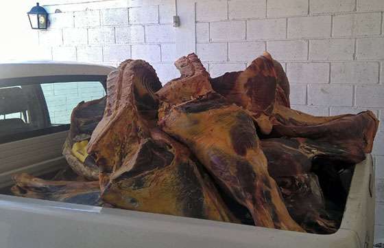 En abril decomisaron más de 1.000 kilogramos de carne