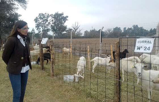 En la escuela Agrícola se realiza la Primera Expo- Feria Regional de Ovinos y Caprinos