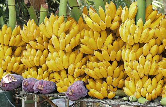 Decomisaron 260 kilogramos de banana extranjera en Orán