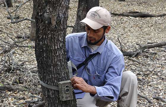 Instalaron cámaras para detectar la presencia de yaguareté en el Chaco Salteño