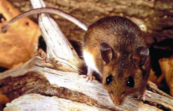Salud Pública recuerda medidas en prevención del hantavirus