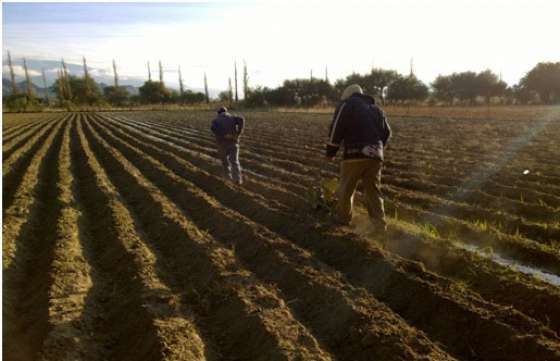 Capacitaron a productores agrícolas sobre manejo y desinfección de almácigos