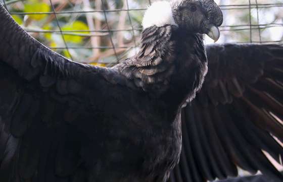 El Gobierno prepara la liberación del cóndor “Qhawaq”