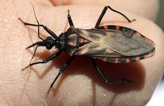 Salud Pública implementa Escuelas Centinelas en prevención del Mal de Chagas