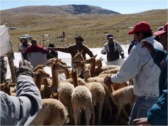 Ambiente continúa los controles en el uso regulado de especies   