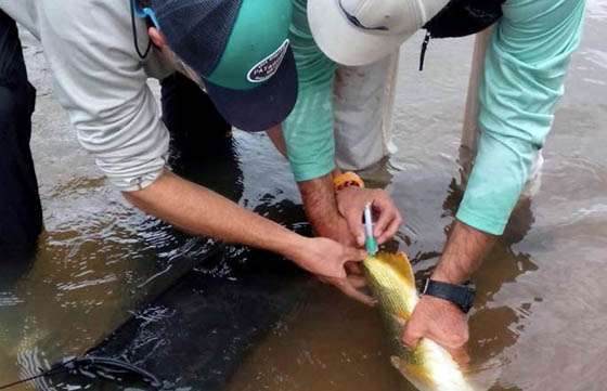La Provincia promueve la conservación del dorado