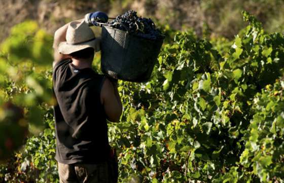Continúa el pago a beneficiarios del programa Intercosecha
