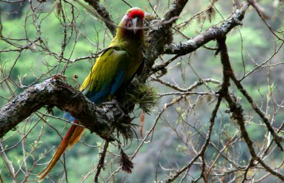 Se creará la Reserva del Guacamayo Verde