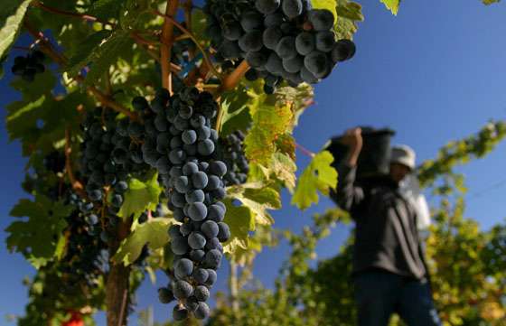 Salta se opone a la suba de impuestos al vino impulsada por Nación