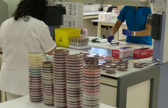 A la fecha no se reportaron en Salta casos de dengue, zika o chikungunya