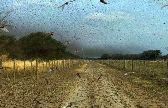 Recomendaciones a productores sobre el monitoreo de la plaga de langostas