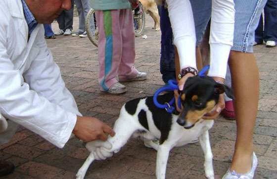 Continúan disponibles las vacunas antirrábicas para ser retiradas por los municipios