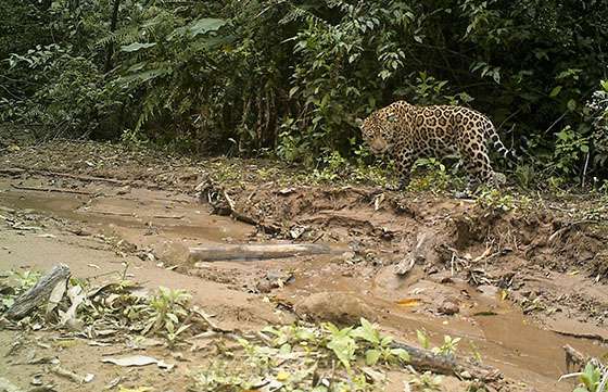 Buscan crear la reserva del Yaguareté