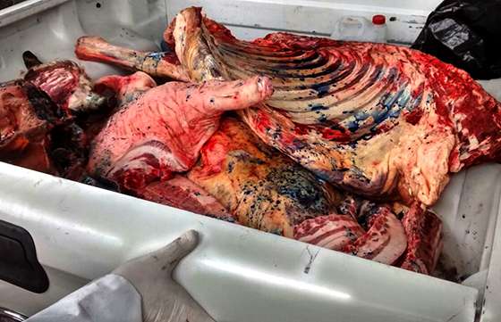 En octubre decomisaron más de 500 kilos de carne procedente de la faena clandestina